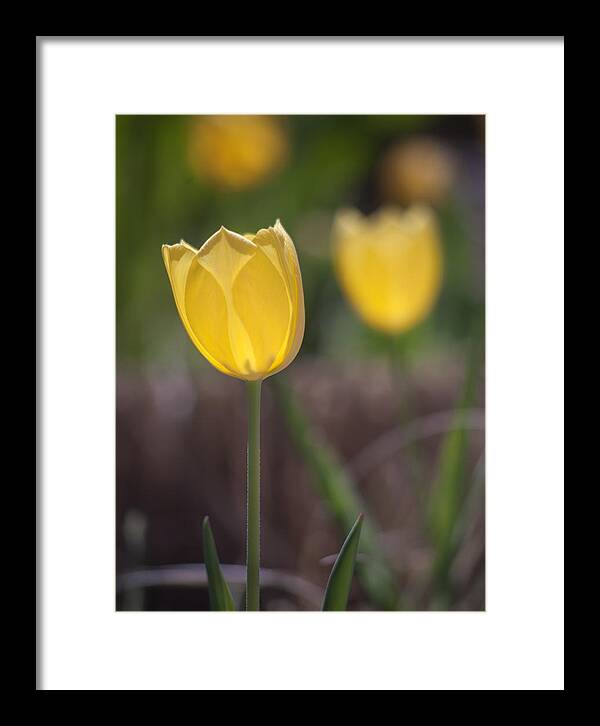 Tulip Framed Print featuring the photograph Spring Happiness by Morris McClung
