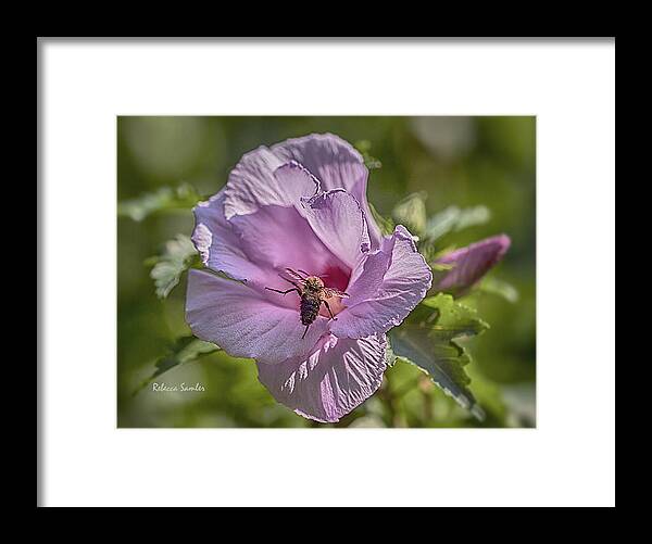 Bee Framed Print featuring the photograph Spring Happy Dance by Rebecca Samler