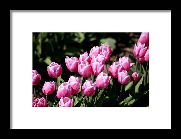 Pink Tulips Framed Print featuring the photograph Spring Harmony by Mary Gaines