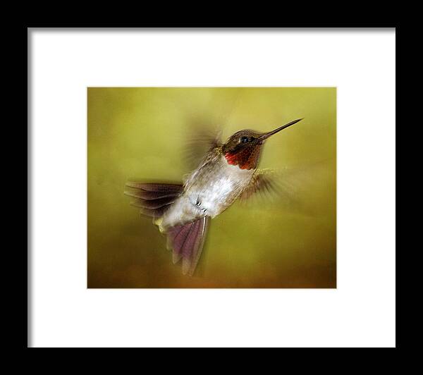 Hummingbird Framed Print featuring the photograph Spring Hummingbird by TnBackroadsPhotos 