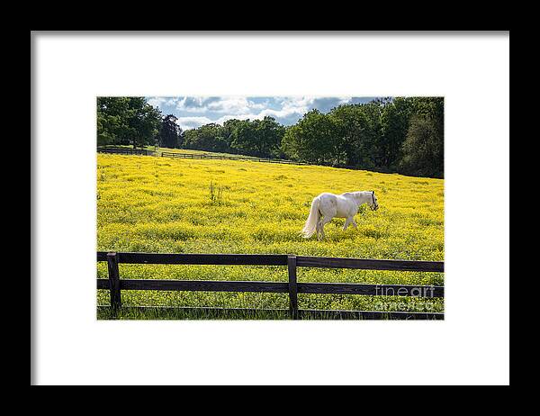 Horse Framed Print featuring the photograph Spring in Tennessee by Bob Hemphill