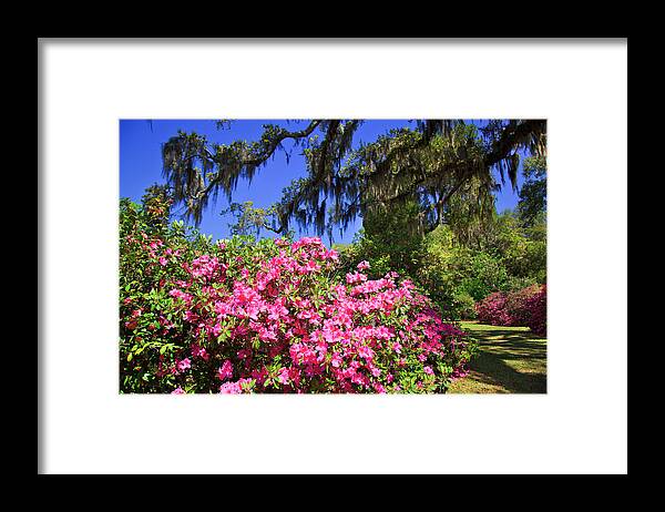 Pink Framed Print featuring the photograph Spring in the South by Jill Lang