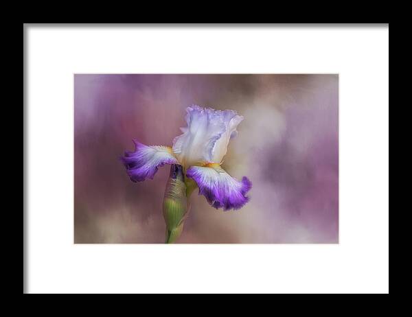 Purple Flower Framed Print featuring the photograph Spring Iris by Kim Hojnacki