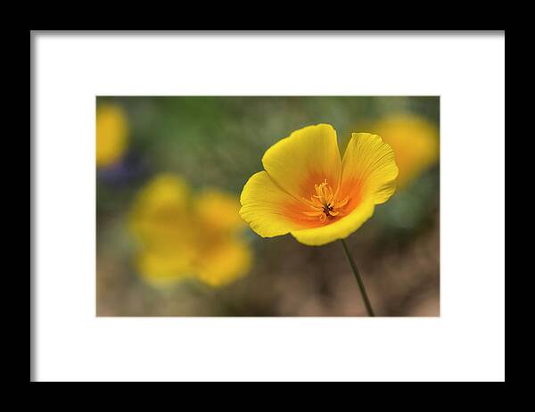 Poppies Framed Print featuring the photograph Spring is Beckoning by Saija Lehtonen