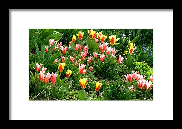 Tulips Framed Print featuring the photograph Spring is Here by Jeanette Oberholtzer