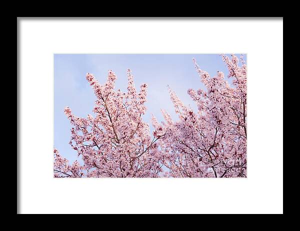 Spring Framed Print featuring the photograph Spring is in The Air by Ana V Ramirez