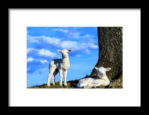 Lamb Framed Print featuring the photograph Spring Lambs Evening Light by Thomas R Fletcher