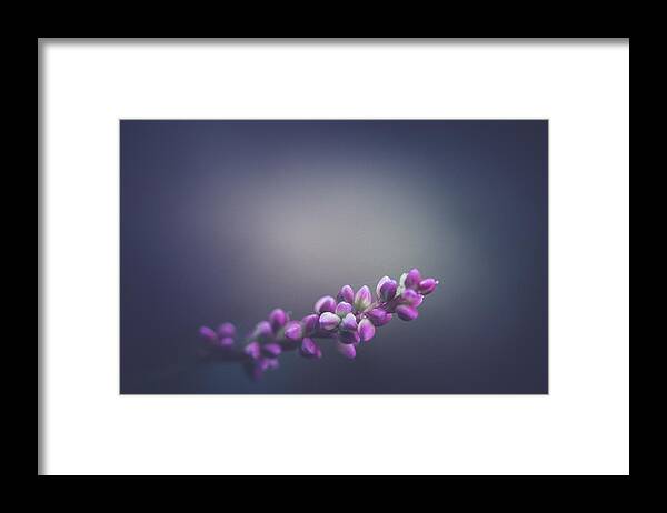 Spring Framed Print featuring the photograph Spring Lights by Shane Holsclaw