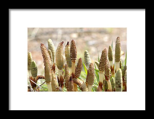 Spring Framed Print featuring the photograph Spring Macro4 by Jeff Burgess