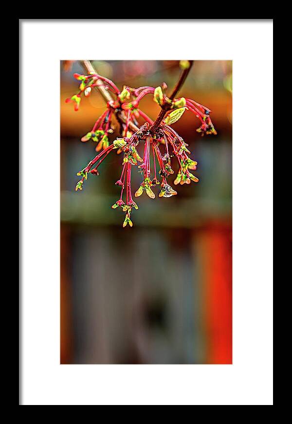 Nature Framed Print featuring the photograph Spring Maple Cluster by Jerry Sodorff