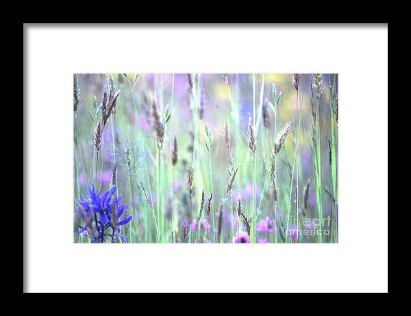 Meadow Framed Print featuring the photograph Spring Meadow 12 by Jill Greenaway