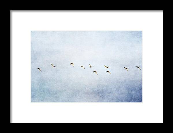 Sandhill Crane Framed Print featuring the photograph Spring Migration 2 - Textured by Kathy Adams Clark
