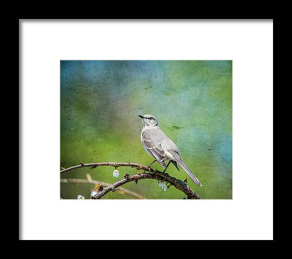 Bird Framed Print featuring the photograph Spring Mockingbird by Cathy Kovarik