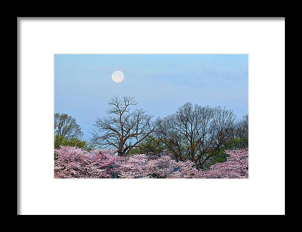 Spring Framed Print featuring the photograph Spring Moon by Mitch Cat