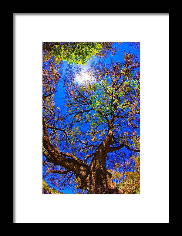 Michael Tidwell Photography Framed Print featuring the photograph Spring Oak by Michael Tidwell
