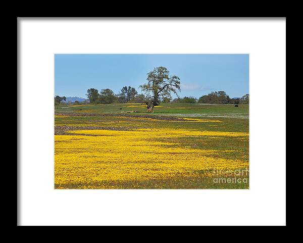 Landscape Framed Print featuring the photograph Spring on Table Mountain  by Richard Verkuyl