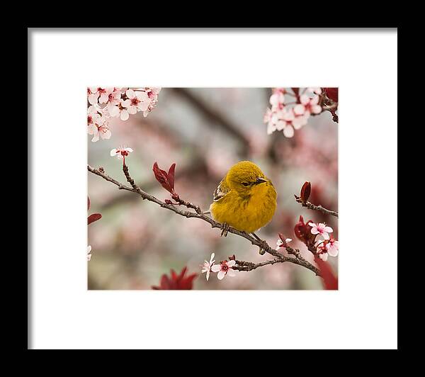 Pine Warbler Framed Print featuring the photograph Spring Pine Warbler 2 by Lara Ellis