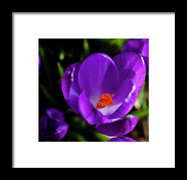 Crocus Framed Print featuring the photograph Spring Pollen by ShaddowCat Arts - Sherry