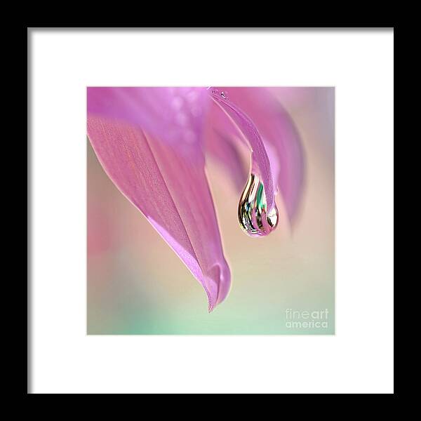 Spring Raindrop Framed Print featuring the photograph Spring Raindrop by Kaye Menner by Kaye Menner