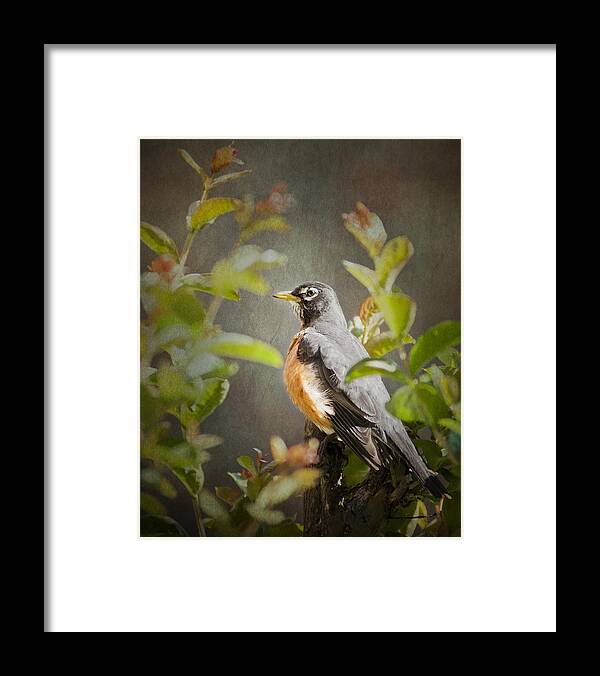 Bird Framed Print featuring the photograph Spring Robin by Jeff Mize