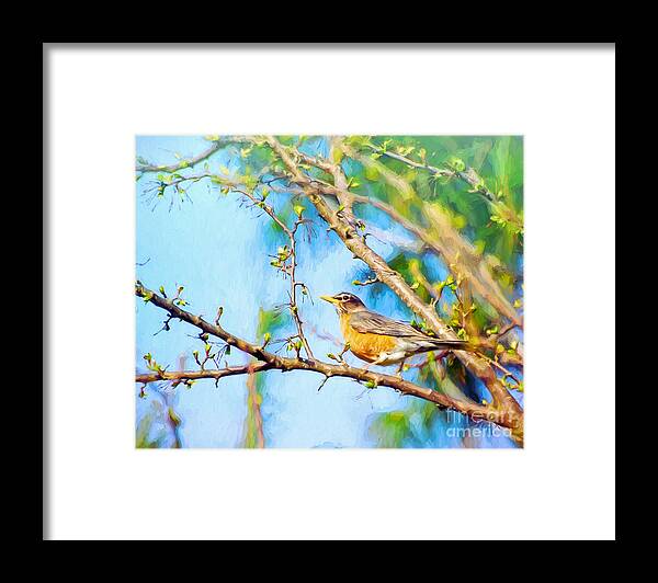 Robin Framed Print featuring the photograph Spring Robin by Kerri Farley