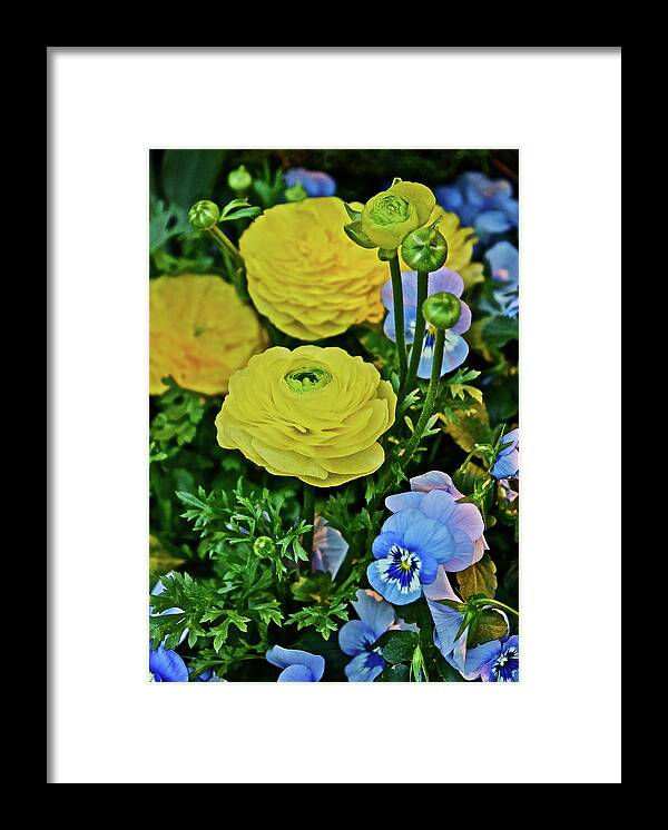 Ranunculus Framed Print featuring the photograph Spring Show 18 Persian Buttercup with Horned Viola by Janis Senungetuk