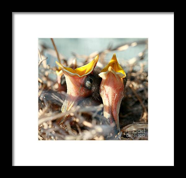 Birds Framed Print featuring the photograph Spring Sing by Terry Burgess