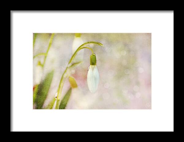 Snowdrops Framed Print featuring the photograph Spring Snowdrops and Bokeh by Peggy Collins