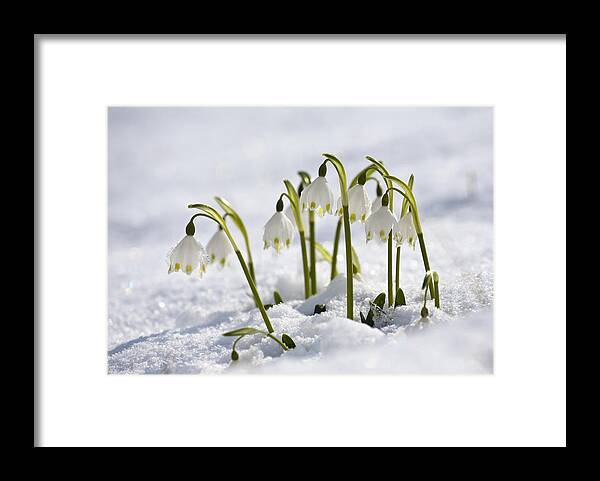 Mp Framed Print featuring the photograph Spring Snowflake Leucojum Vernum by Konrad Wothe