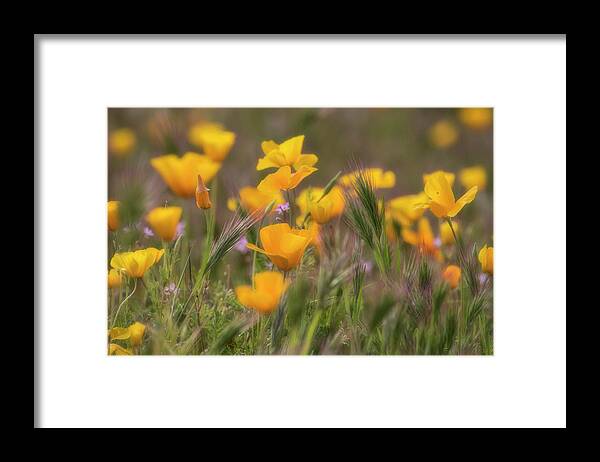 Poppies Framed Print featuring the photograph Spring Softly Calling by Saija Lehtonen
