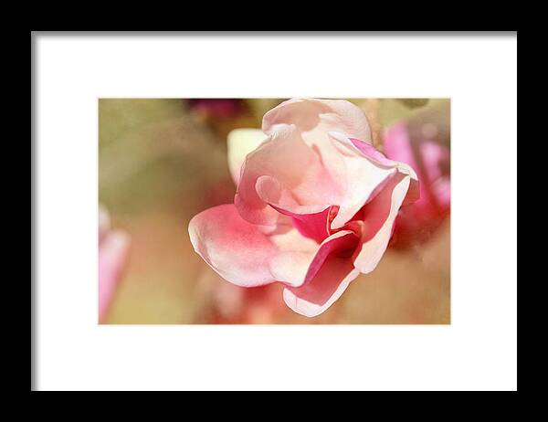 Magnolia Framed Print featuring the photograph Spring Softly by Theresa Campbell