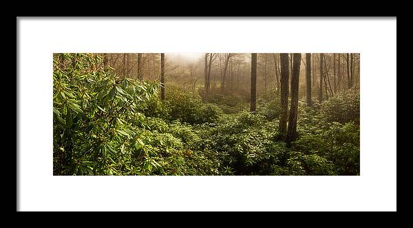 North Carolina Framed Print featuring the photograph Spring Sunrise over Carolina Rhododendron Forest by Matt Tilghman
