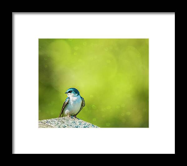 Tree Swallow Framed Print featuring the photograph Spring Swallow by Cathy Kovarik