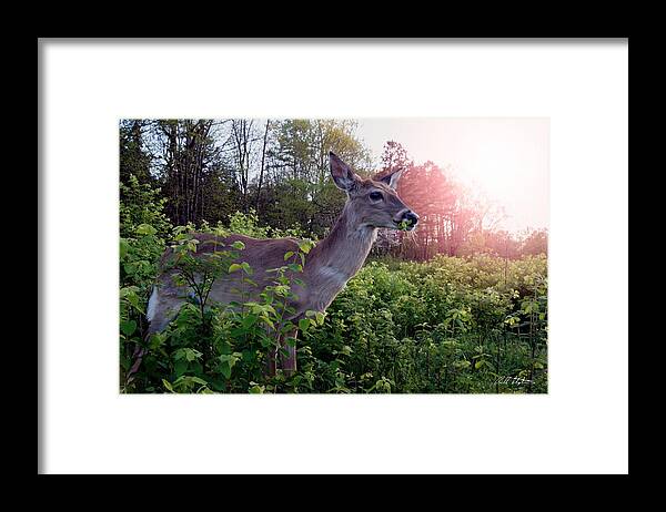 Spring Framed Print featuring the photograph Spring Time by Bill Stephens