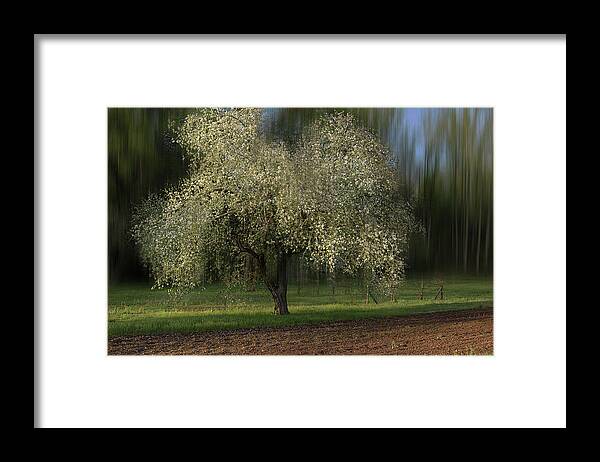 Apple Tree Framed Print featuring the photograph Spring Time In The Country 2 by Mike Eingle