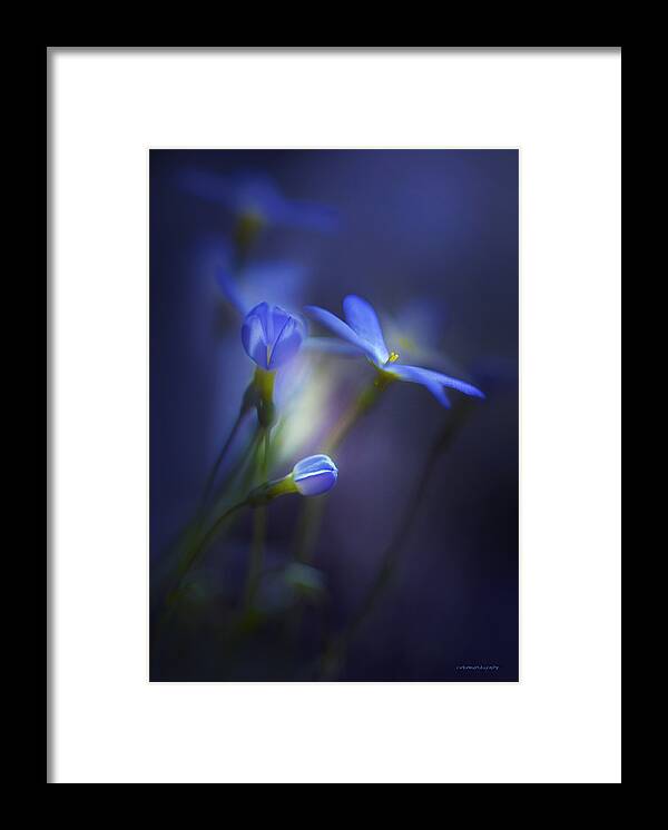 Spring Framed Print featuring the photograph Spring Transitions by Ron Jones