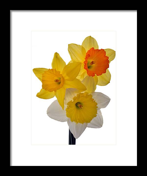 Daffodils Framed Print featuring the photograph Spring Trio by Terence Davis