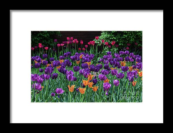 Tulips Framed Print featuring the photograph Spring Tulip Bed by Tamara Becker