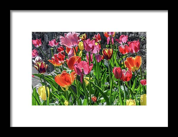 Flower Framed Print featuring the photograph Spring tulips by David Meznarich