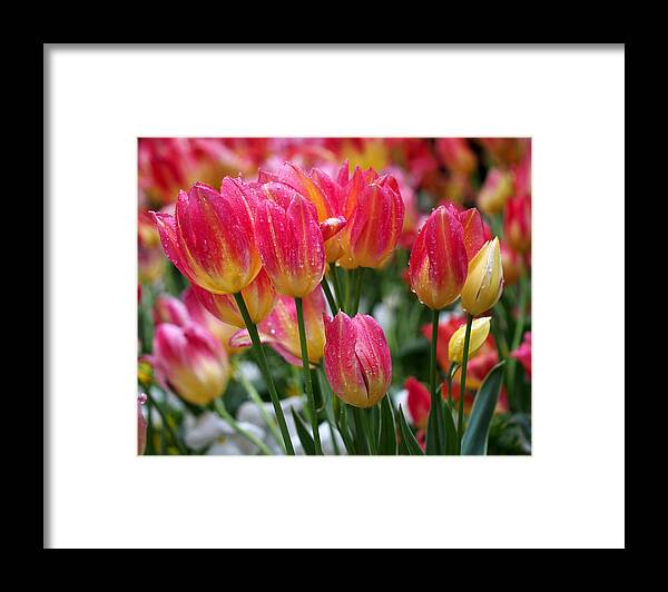 Tulips Framed Print featuring the photograph Spring Tulips in the Rain by Rona Black