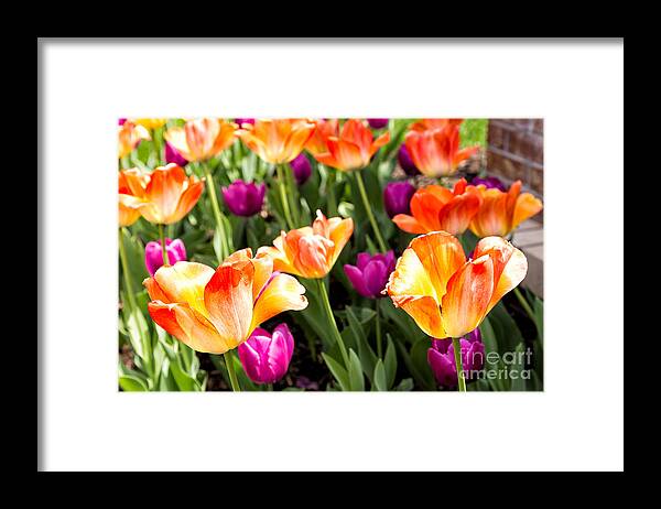 Flowers Framed Print featuring the photograph Spring Tulips by Terri Morris