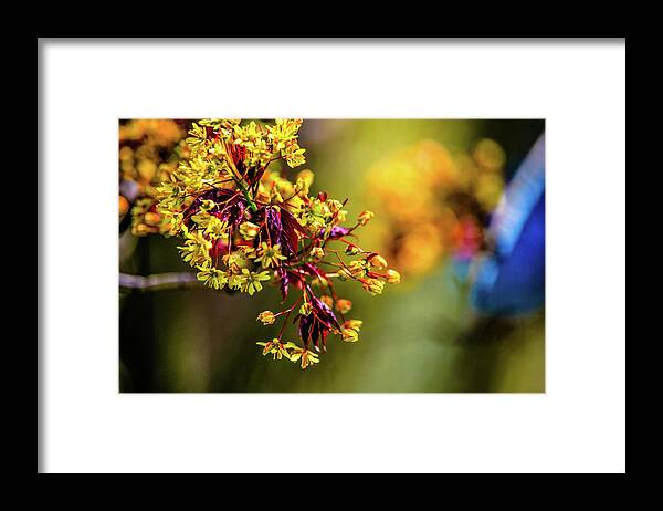  Blooming Tree Branch Framed Print featuring the photograph Spring Wonder by Judith Barath