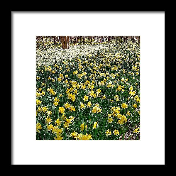 Southcoast Framed Print featuring the photograph A Spring Of Hope by Kate Arsenault 