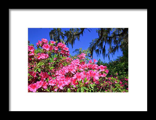 Pink Framed Print featuring the photograph Springtime Azaleas by Jill Lang