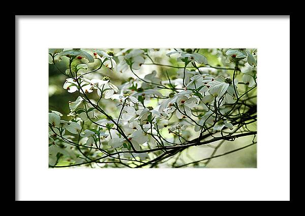 Spring Framed Print featuring the photograph Springtime by Camille Lopez