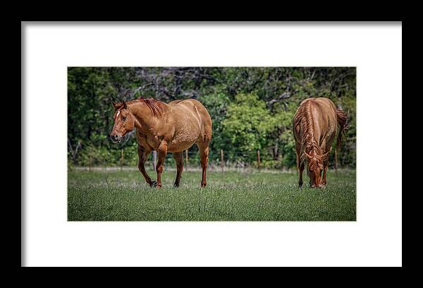 Horses Framed Print featuring the photograph Springtime In Texas Fields by Elaine Malott