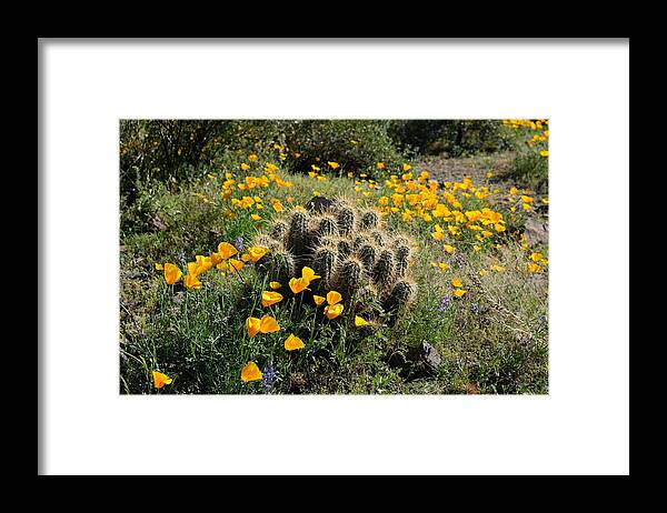 Arizona Framed Print featuring the photograph Springtime Splendor on the Desert Floor by Lucinda Walter