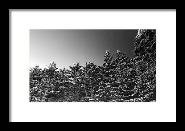 Mount Mitchell Framed Print featuring the photograph Spruce Pine Frost by William Slider