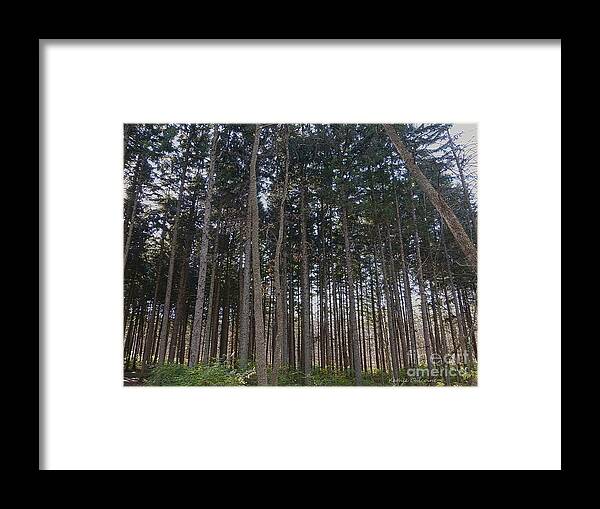 Photography Framed Print featuring the photograph Spruce Plot by Kathie Chicoine