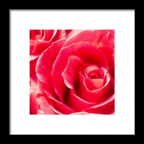 Rose Framed Print featuring the photograph Square Rose by John Julio